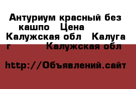 Антуриум красный без кашпо › Цена ­ 300 - Калужская обл., Калуга г.  »    . Калужская обл.